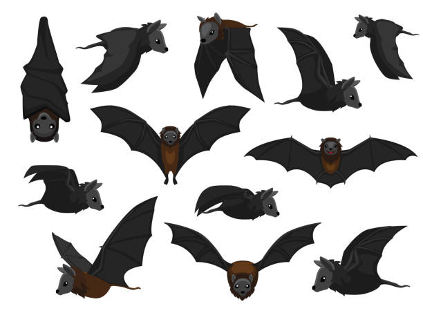 Various Bat Flying Foxes Cute Cartoon Vector Illustration Stock  Illustration - Download Image Now - iStock