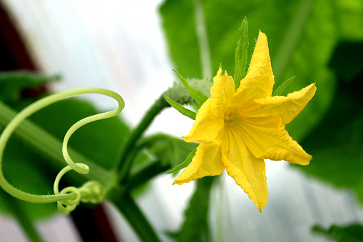 The yellow flower of the cucumber blooms under the open sky.