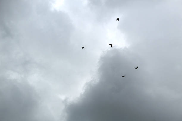 istock Birds fly high in the cloudy dark sky. 1382902511