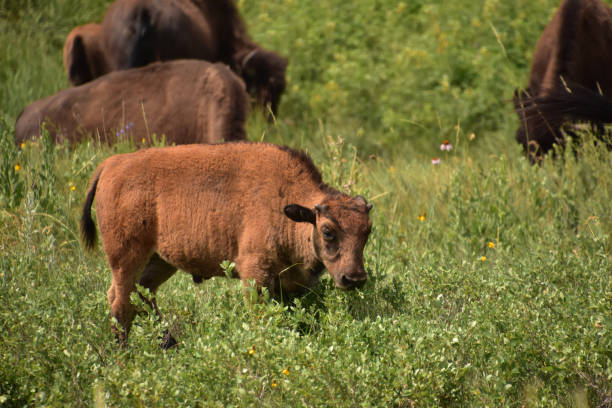 istock Grazing American Buffalo Calf in a Grass Field 1382907110