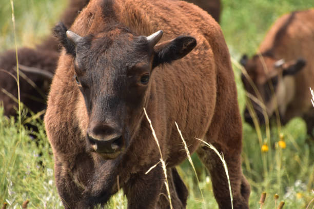 istock Very Sweet Faced Bison Calf Up Close 1382907464
