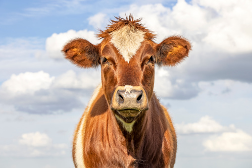 Cute calf head gold red fur with droopy eyes and brown nose, lovely and innocent on a blue cloudy background.