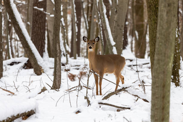 istock The White-tailed deer in the snowy forest 1382909018