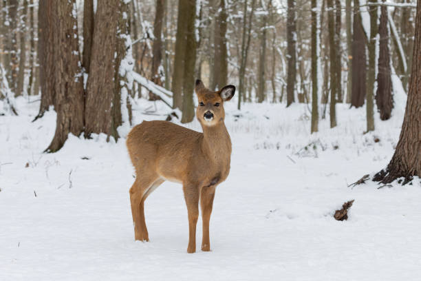 istock The White-tailed deer in the snowy forest 1382909561