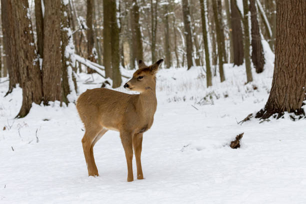 istock The White-tailed deer in the snowy forest 1382909562
