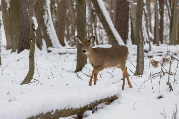 istock The White-tailed deer in the snowy forest 1382910717