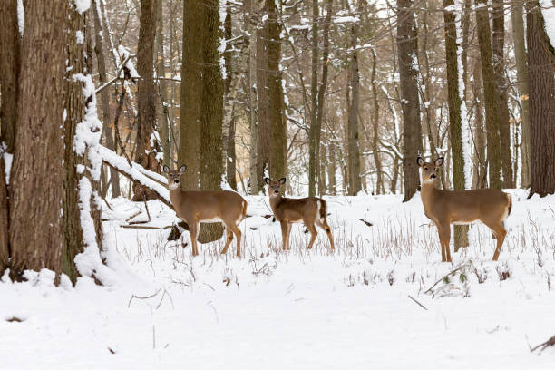 istock The White-tailed deer in the snowy forest 1382911746