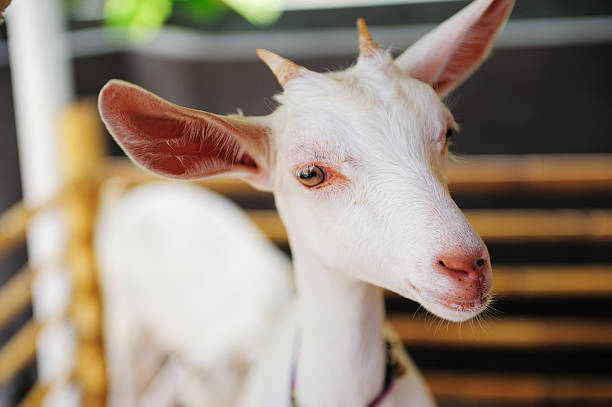 istock Little goat in the farm 138291451
