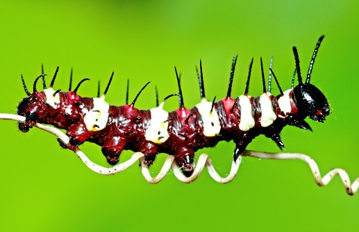 Caterpillar crawling on spiral vine - animal behavior.