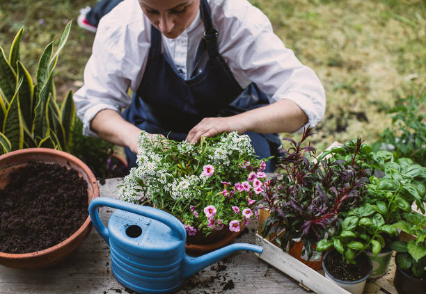 istock Woman gardening in the back yard 1382916503