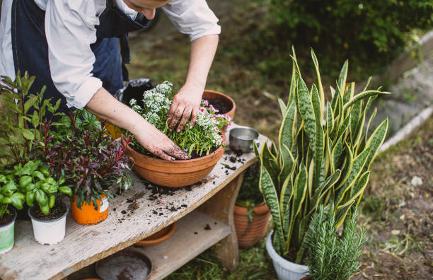 istock Woman gardening in the back yard 1382916513
