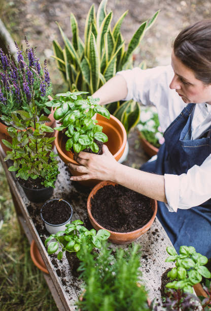 istock Woman gardening in the back yard 1382916526