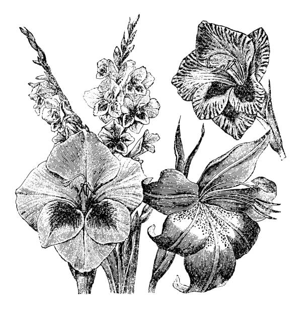illustrazioni stock, clip art, cartoni animati e icone di tendenza di gladiolo - illustrazione incisa vintage - gladiolus single flower stem isolated
