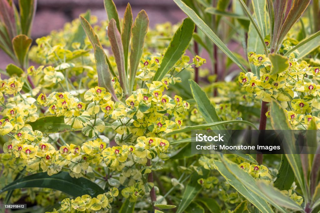 Euphorbia 'Ascot Rainbow' in Eynsford, England Ascot - Berkshire Stock Photo