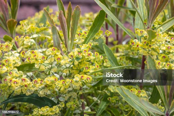 Euphorbia Ascot Rainbow In Eynsford England Stock Photo - Download Image Now - Ascot - Berkshire, Euphorbiaceae, Rainbow