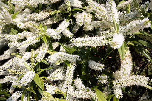 Spiky Australian native plant with tiny white curly flowers.