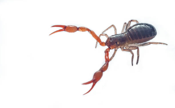 istock Close up macro image of a tiny Pseudoscorpion, isolated 1382919745