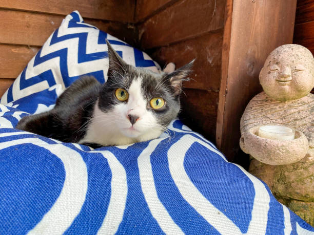 istock Tuxedo Cat in Eynsford, England 1382919796