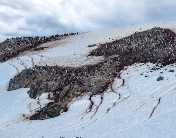 Photo of Huge gentoo penguin rookeries on the shores of the Antarctic Peninsula. Damy Point, near Port Lockroy, Antarctica