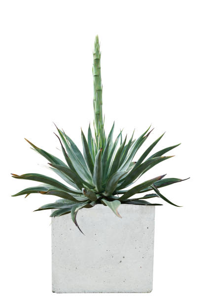 istock Agave plant growing in pot isolated on white background. 1382926629