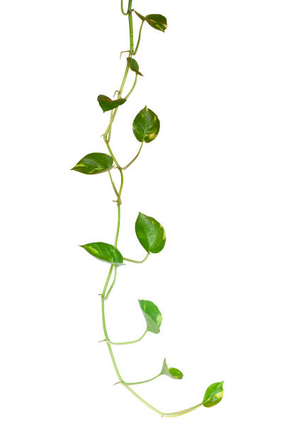 istock Epipremnum aureum or golden pothos isolated on white background included clipping path. 1382926648