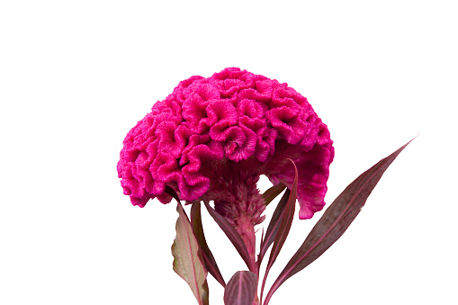 Beautiful red cockscomb flower or hornbill flower isolated on white background included clipping path.