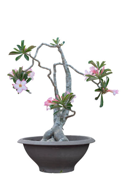 ピンクの砂漠のバラ、模擬ツツジ、ピンクビグノニアまたは白い背景に隔離された黒いプラスチックポットのインパラユリの花にはクリッピングパスが含まれていました。 - azalea flower pot rhododendron isolated ストックフォトと画像