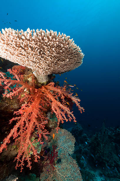 istock Acropora and soft coral in the Red Sea. 138293382