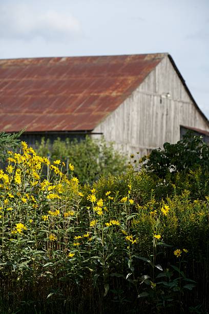 Wildflowers with Old Barn stock photo