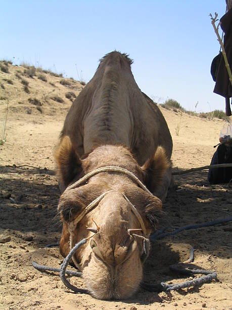 Long cara camello - foto de stock