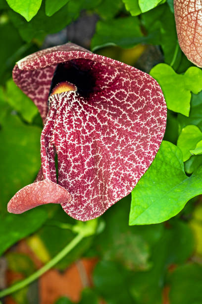 istock Aristoloche flower from front to close-up 1382948218