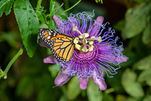 Monarch butterfly on passionflower flower