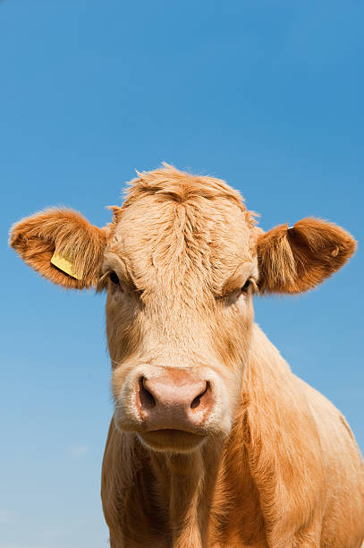 istock Cow in the Face 138295069
