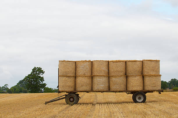 Bales of hay are stacked onto a trailer and await transportation from a freshly harvested field.