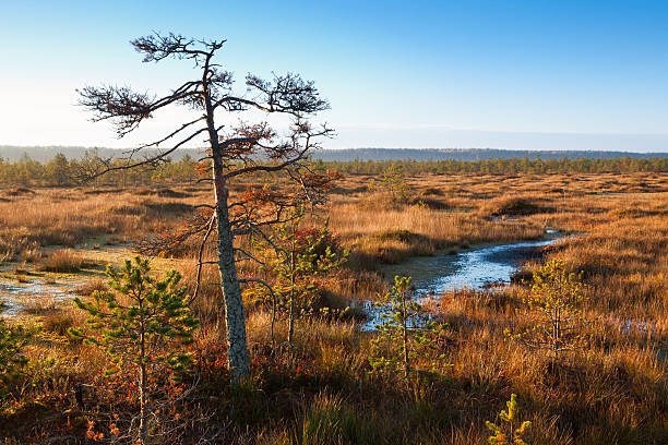 sunrise swamp stock photo