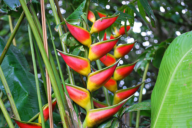 Heliconia Rostrata (Lobster claw, False-bird-of-paradise) is an herbaceous perennial. It has downward-facing flowers, and provides a source of nectar to birds. Heliconias are a host flower to many birds, especially the Hummingbird. 