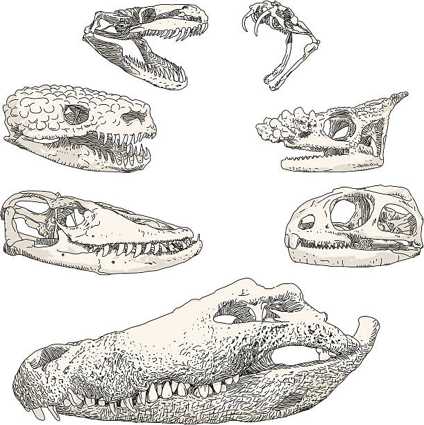 Reptile Skulls This Reptile Skulls illustration is constructed from vector stroke, waiting for you to use as it is, expand to a fill or convert to a brush of your choosing. Silhouette fill shapes behind. Easily editable. komodo dragon drawing stock illustrations