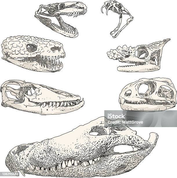 Reptile Skulls Stock Illustration - Download Image Now - Alligator, Vector, Animal Skeleton