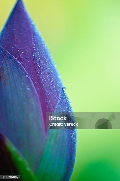 Closed Lotus Blossom With Morning Dew Stock Photo - Download Image Now - Beauty, Beauty In Nature, Close-up