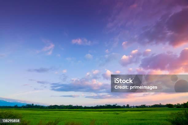 Green Rice Fild Mit Abendhimmel Stockfoto und mehr Bilder von Himmel - Himmel, Wolke, Wolkengebilde