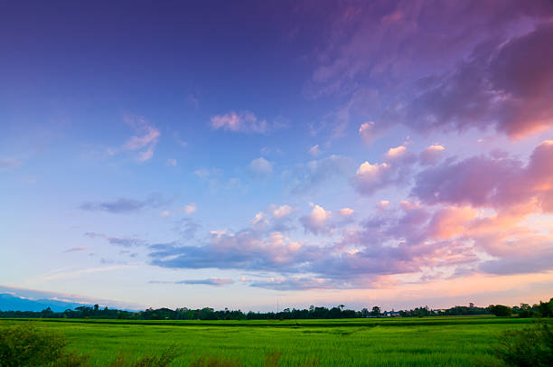 verde arroz fild con el cielo al anochecer - sunbeam cloud panoramic sky fotografías e imágenes de stock
