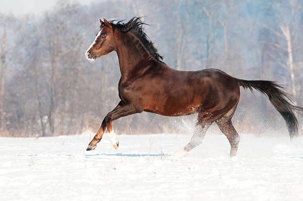 istock Brown welsh pony stallion in winter 138296035