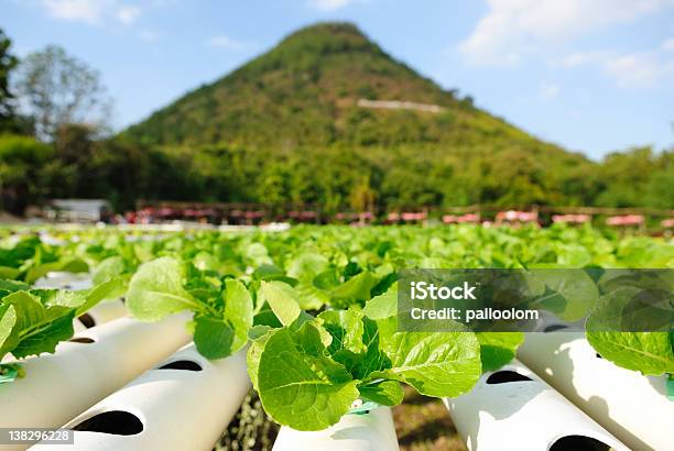 Hidropónica Legumes - Fotografias de stock e mais imagens de Agricultura - Agricultura, Alface, Alimentação Saudável