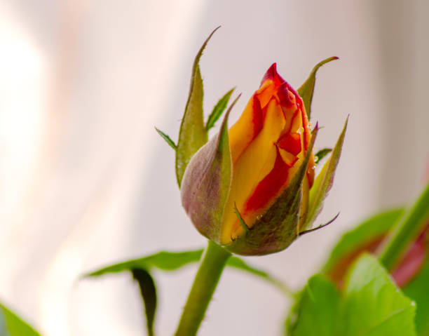 istock Yellow roses on a light background 1382964024