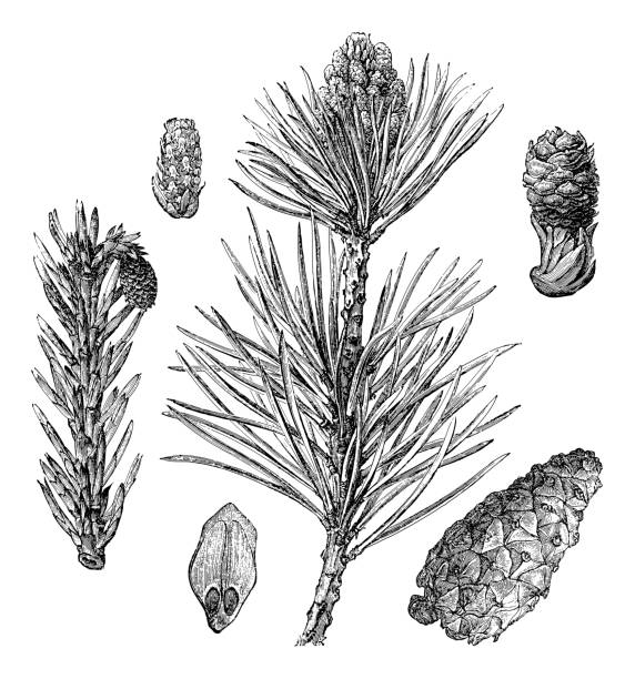 sosna zwyczajna, sosna zwyczajna lub sosna bałtycka (pinus sylvestris) - ilustracja grawerowana w stylu vintage - autumn tree leaf formal garden stock illustrations