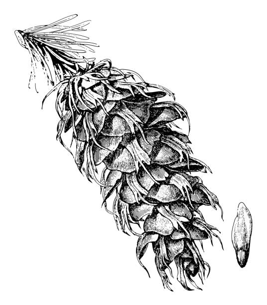 stockillustraties, clipart, cartoons en iconen met cone of the douglas fir (pseudotsuga menziesii) - vintage engraved illustration - herfst nederland