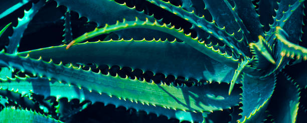 istock thorn aloe vera leaf background 1382975179