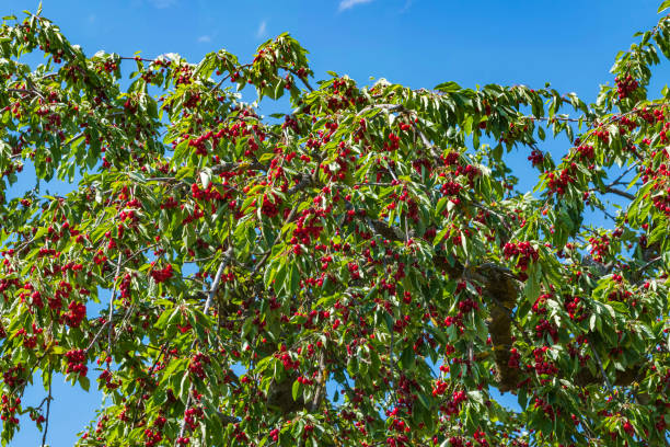 istock Juicy cherries from the Rheingau/Germany 1382983971