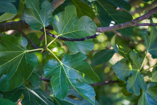 Close up of green figs hidden between leaves on tree