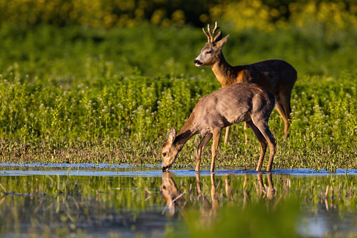 A female deer is standing in a field with a small bird on her back. This doe and bird is in western Washington State.